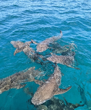 馬爾地夫旅遊-生態假期，員旅一起飛，護士鯊共遊、鬼幅魟探索、水上活動四合一