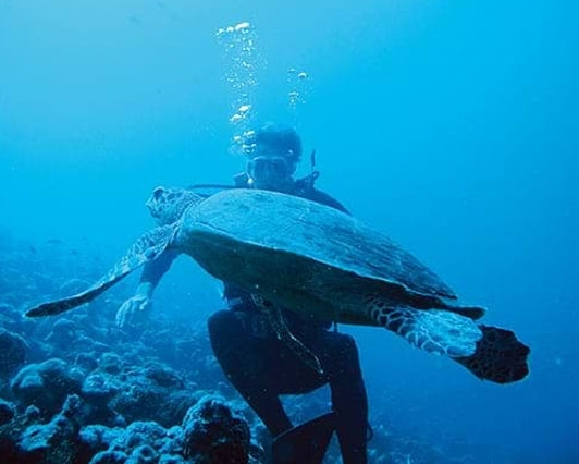 馬爾地夫旅遊-康士登、夢芙島-海龜