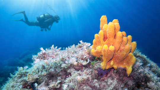馬爾地夫旅遊飯店推薦-奧瑞格渡假村