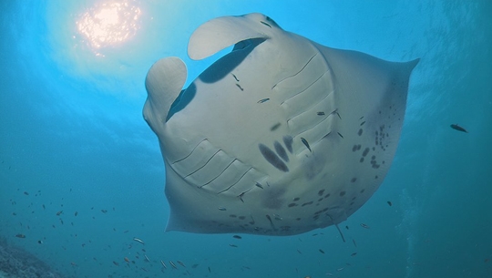 馬爾地夫旅遊飯店推薦-第六感拉鉧渡假村