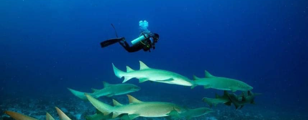 Day 3 潛水日,一日3潛