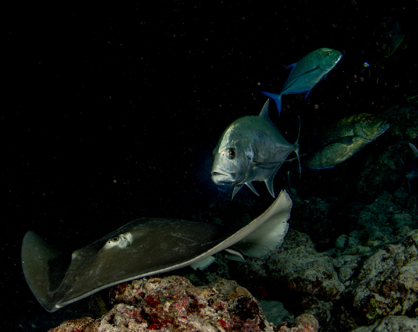 Day 4 潛水日,一日3潛