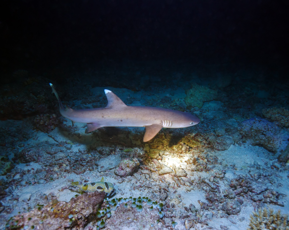 Day 4 潛水日,一日3潛