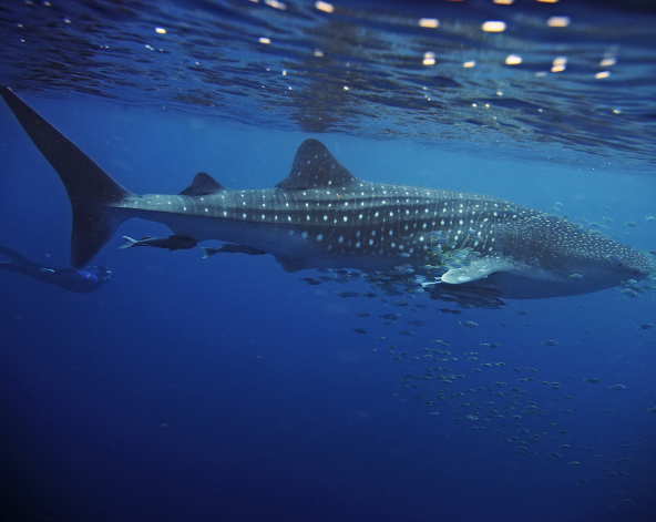 Day 7 潛水日,一日3潛