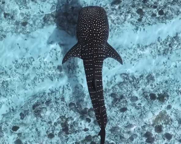 Day 7 潛水日,一日3潛