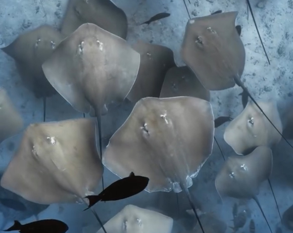 Day 5 潛水日,一日3潛