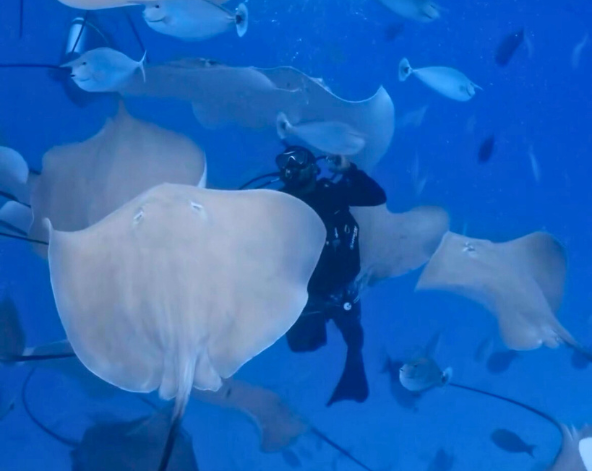 Day 5 潛水日,一日3潛