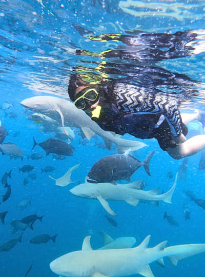 經典 Shark bay 全日出海之旅(護士鯊共遊/魟魚觀賞/海豚巡弋/無人島沙洲/活動簡餐)→返回島上休息→酒店內享用晚餐