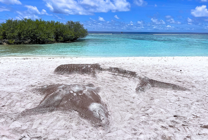 經典出海-鯨鯊尋蹤之旅 (活動午餐)→稍作休息→酒店內享用