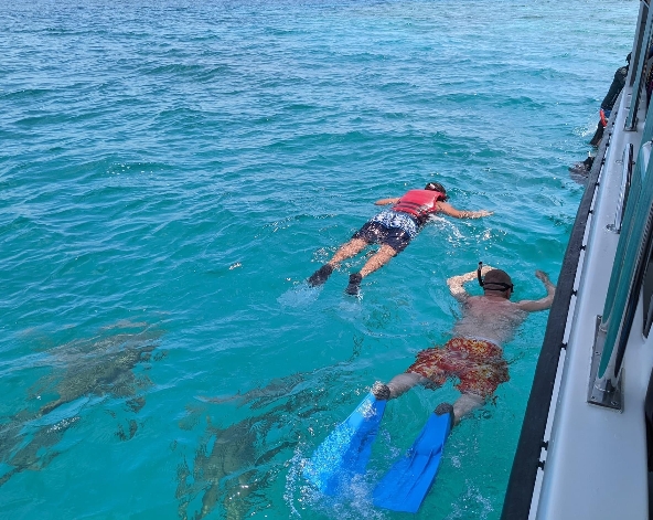 經典 Shark bay 全日出海之旅(護士鯊共遊/魟魚觀賞/海豚巡弋/無人島沙洲/活動簡餐)→返回島上自由散策(可請自費參加拖曳傘、水上跑車等水上活動)