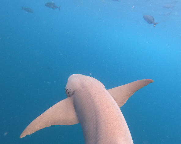 經典出海 護士鯊共遊、魟魚觀賞、海豚巡弋、無人島沙洲 (活動午餐)→稍做休息→酒店晚餐