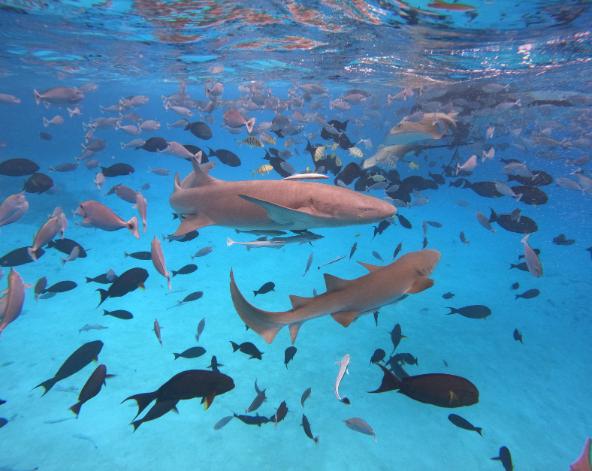 經典出海-護士鯊共遊、魟魚觀賞、海豚巡弋、無人島沙洲 (活動午餐)→稍做休息→島上自由活動