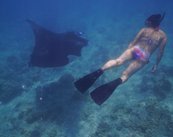 鯨鯊 / 鬼幅魟 探索行程→【獨家】沙灘營火布置+燒烤海鮮盤+自助晚餐+馬爾地夫傳統鼓樂