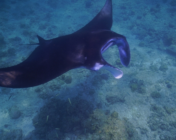 鯨鯊 / 鬼幅魟 探索行程→【獨家】沙灘營火布置+燒烤海鮮盤+自助晚餐+馬爾地夫傳統鼓樂