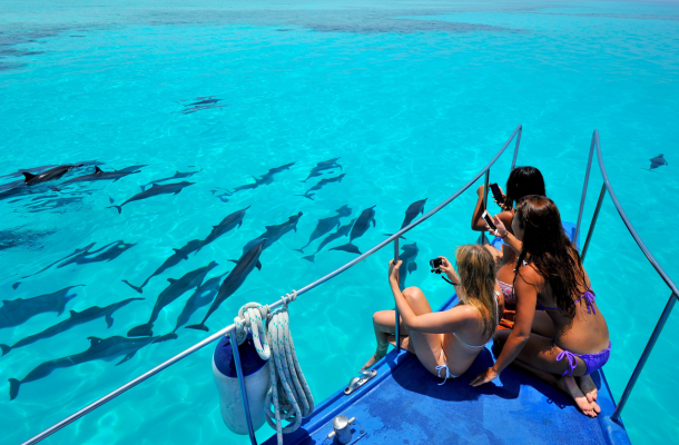 SHARK BAY經典出海行程 (海豚 / 護士鯊 / 魟魚 / 沈船)→酒店晚餐