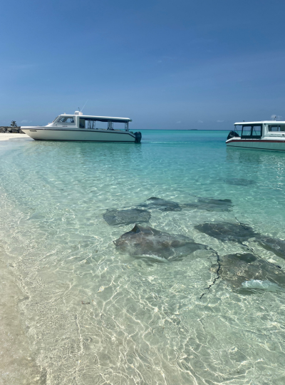 SHARK BAY經典出海行程 (海豚 / 護士鯊 / 魟魚 / 沈船)→酒店晚餐