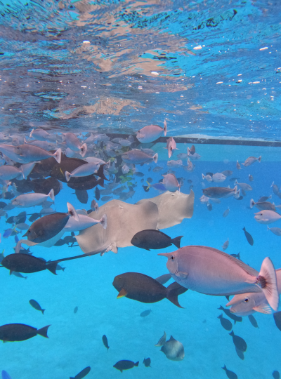 經典出海 護士鯊共遊、居民島魟魚觀賞、海豚巡弋、無人島沙洲 (活動午餐) →【獨家】沙灘營火布置+燒烤海鮮盤+自助晚餐+馬爾地夫傳統鼓樂