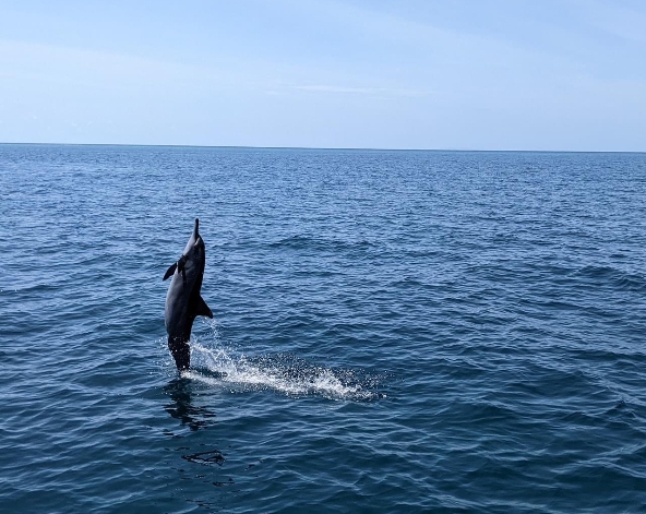 經典Shark Bay出海-護士鯊共遊、魟魚觀賞、海豚巡弋、無人島沙洲 (活動午餐)→稍做休息→酒店晚餐