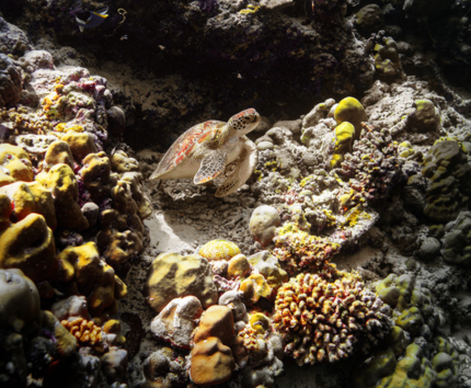 全日渡假村自由活動