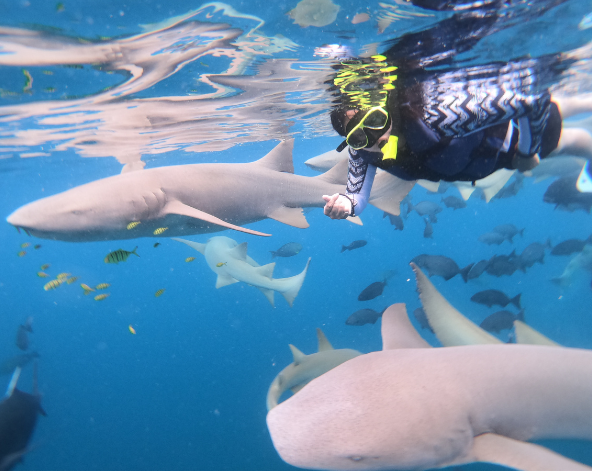 經典出海 護士鯊共遊、魟魚觀賞、海豚巡弋、無人島沙洲 (活動午餐)→稍做休息→居民島上自由散策