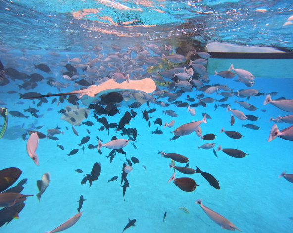 經典出海 護士鯊共遊、魟魚觀賞、海豚巡弋、無人島沙洲 (活動午餐)→稍做休息→居民島上自由散策