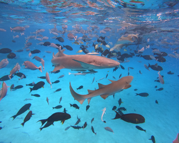 經典出海-護士鯊共遊、魟魚觀賞、海豚巡弋、無人島沙洲 (活動午餐)→稍做休息→酒店晚餐