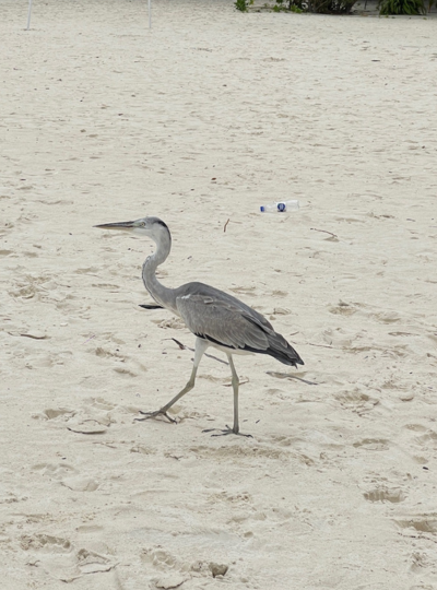經典出海Shark Bay-護士鯊共遊、魟魚觀賞、海豚巡弋、無人島沙洲 (活動午餐)→酒店內稍作休息→居民島上自由活動