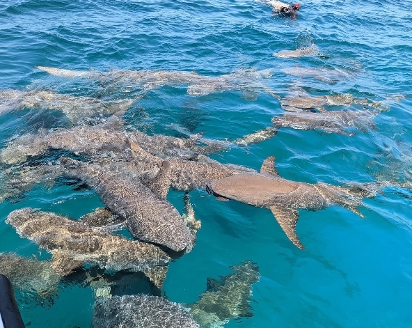 SHARK BAY全日出海跳島-與護士鯊&魟魚共遊、海豚巡弋、無人島沙洲 (活動午餐)→稍做休息→酒店晚餐