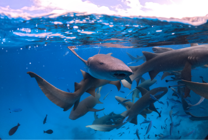 經典 Shark bay 全日出海之旅(護士鯊共遊/魟魚觀賞/海豚巡弋/無人島沙洲/活動簡餐)→返回島上休息→酒店內享用晚餐