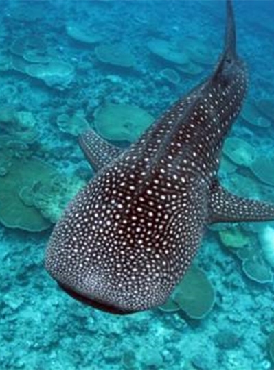 DAY 4 鯨鯊 / 鬼幅魟 探索行程→沙灘晚餐