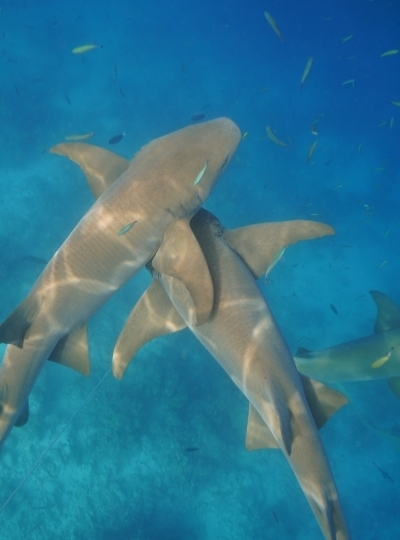 馬爾地夫 護士鯊