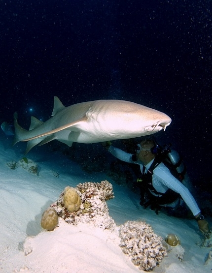 馬爾地夫 護士鯊
