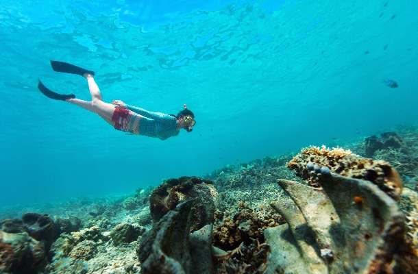 DAY 4 鯨鯊 / 鬼幅魟 探索行程→沙灘晚餐