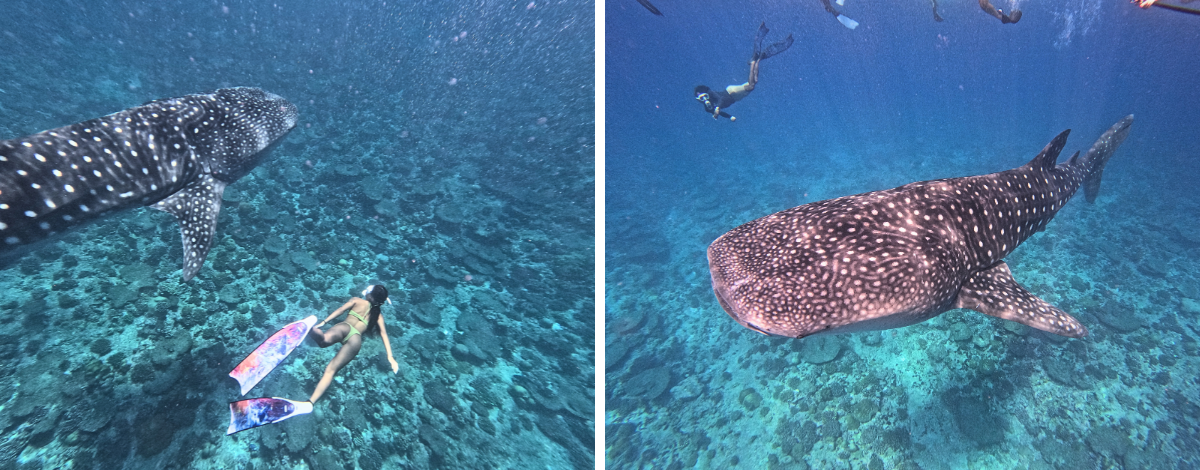 經典出海-鯨鯊尋蹤之旅 (活動午餐)→稍作休息→酒店內享用