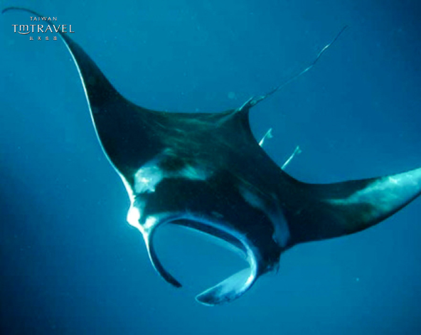 經典出海 Manta 風暴 (活動午餐)→稍作休息→酒店內享用