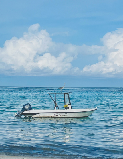 經典出海 護士鯊&魟魚共遊、海豚巡弋、無人島沙洲 (活動午餐)→稍做休息→飯店晚餐
