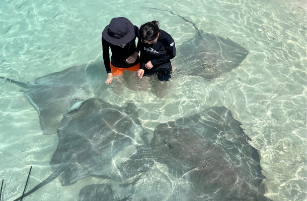 經典 Shark bay 全日出海之旅(護士鯊共遊/魟魚觀賞/海豚巡弋/無人島沙洲/活動簡餐)→返回島上休息→酒店內享用晚餐