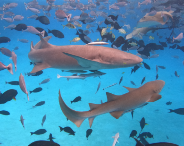 經典出海 護士鯊&魟魚共遊、海豚巡弋、無人島沙洲 (活動午餐)→稍做休息→酒店晚餐