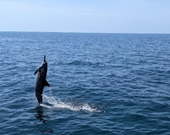 經典出海 護士鯊&魟魚共遊、海豚巡弋、無人島沙洲 (活動午餐)→稍做休息→酒店晚餐