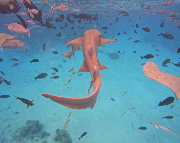 經典出海 護士鯊共遊、魟魚觀賞、海豚巡弋、無人島沙洲 (活動午餐)→稍做休息→酒店晚餐