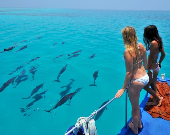 經典 Shark Bay 全日跳島出海-護士鯊共遊、魟魚觀賞、海豚巡弋、無人島沙洲 (活動午餐)→返回酒店休息→酒店內晚餐