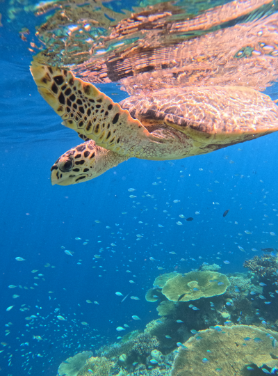 經典半日出海行程(環礁雙浮潛點 / 活動午餐)→返回房間休息→酒店晚餐
