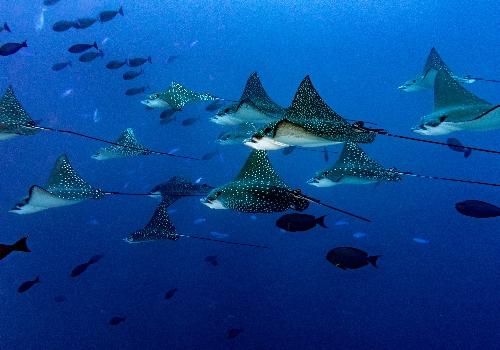 馬爾地夫 鷹魟魚群