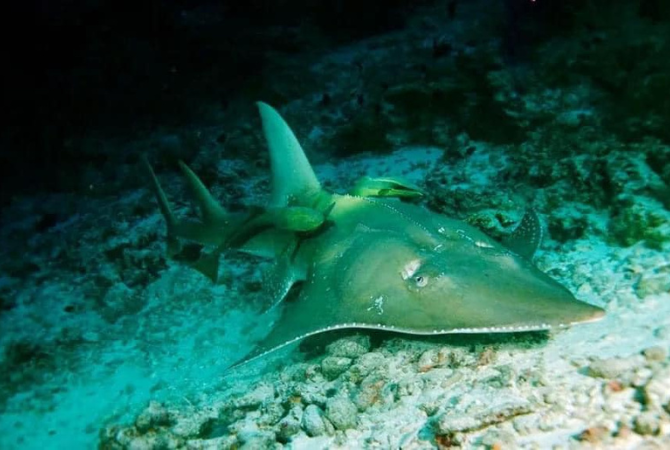 Day 3 潛水日,一日3潛