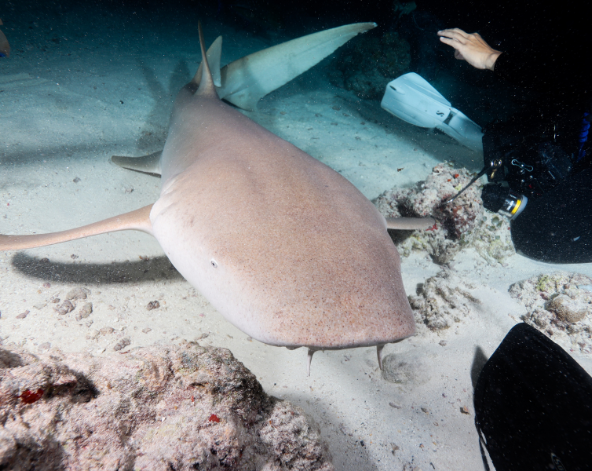 Day 4 潛水日,一日3潛