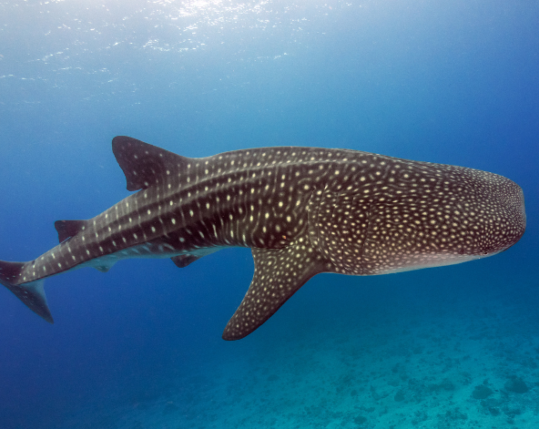 Day 7 潛水日,一日3潛