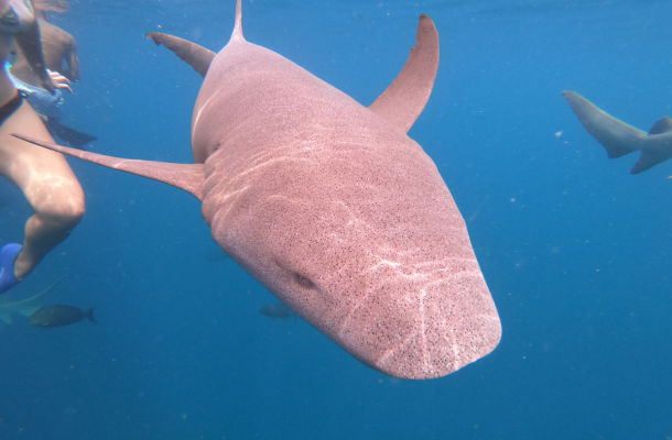 經典出海Shark Bay-護士鯊共遊、魟魚觀賞、海豚巡弋、無人島沙洲 (活動午餐)→酒店內稍作休息→居民島上自由活動