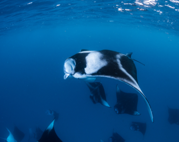 Day 3 返回馬列機場→搭乘快艇→前往DusitD2 Feydhoo Maldives全包式渡假村