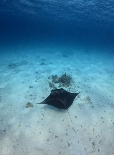 Day 2 經典出海 Manta 風暴 (活動午餐)→飯店內享用晚餐