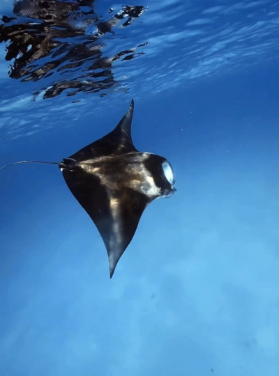 Day 2 經典出海 Manta 風暴 (活動午餐)→飯店內享用晚餐